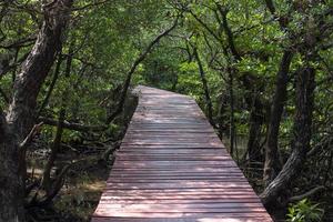houten voetpaden in de mangrove Woud Bij rood brug sa-lak-phet baan na nai koh chang tr. foto