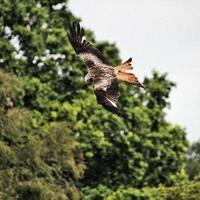 een dichtbij omhoog van een rood vlieger in vlucht Bij gigrin boerderij in Wales foto