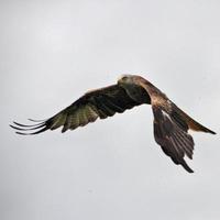 een visie van een rood vlieger in vlucht Bij gigrin boerderij in Wales foto