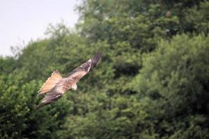 een dichtbij omhoog van een rood vlieger in vlucht Bij gigrin boerderij in Wales foto