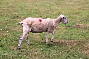 een dichtbij omhoog van een schapen in de Cheshire platteland foto