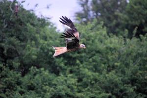 een dichtbij omhoog van een rood vlieger in vlucht Bij gigrin boerderij in Wales foto