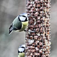 een visie van een blauw tit foto