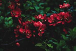 Japans kweepeer bloeiend in de tuin, rood kweepeer bloesem in laag sleutel, humeurig natuur achtergrond foto