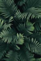 Woud varens achtergrond, donker groen bladeren textuur, laag licht planten patroon foto