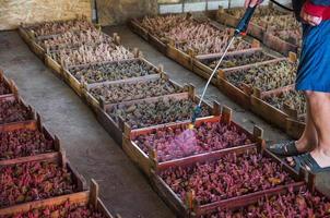 een boer verstuiven aardappel zaden met een herbicide voordat aanplant hen in de grond. insect controle gedurende eerste veld- teelt. behandeling en bescherming van zaden en zaailingen. foto