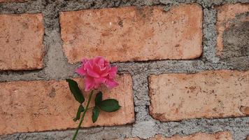 roze rozen Aan een room gekleurde steen muur foto