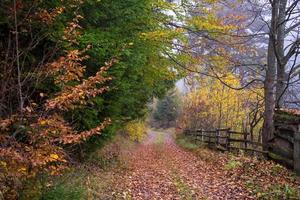 herfst- Woud Aan een mistig ochtend- foto