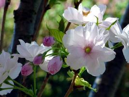 close-up van prunusbloemen foto