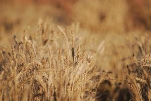 tarwe veld- visie foto