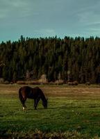 bruin paard staande op grasveld foto