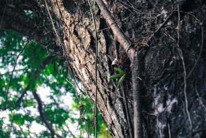 detailopname schot van boom romp foto