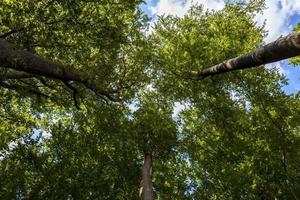 omhoog kijken naar boomtoppen foto