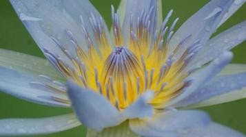 close-up van een blauwe en gele lotus foto