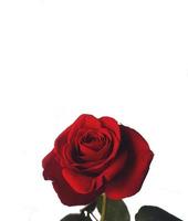 rode roos op witte achtergrond foto