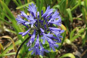 close-up van een agapanthus foto