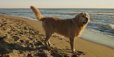 hond op het strand foto