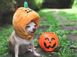 bruin kort haar- chihuahua hond vervelend halloween pompoen hoed zittend Aan cement in de tuin met plastic halloween pompoen emmer. foto