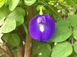 clitoria ternatea bloem met haar mooi karakteristiek kleur foto