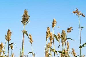 sorghum op het gebied van veevoer foto