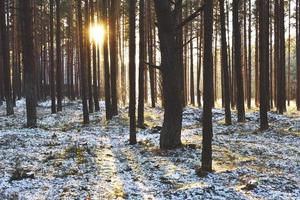 winterse bosbomen met zonsondergang foto