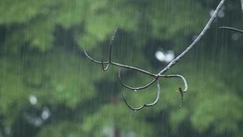 visie van regen in de tuin foto