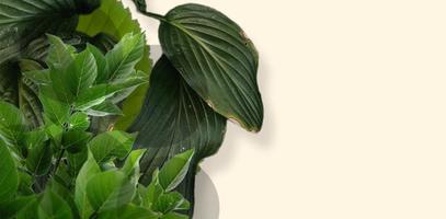 kruiden minimalistische vector kader. hand- geschilderd planten, takken, bladeren Aan een wit achtergrond. foto
