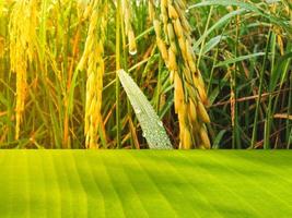 een groen banaan blad plank contrasten met de backdrop van geel rijst- en oranje licht in de ochtend. foto