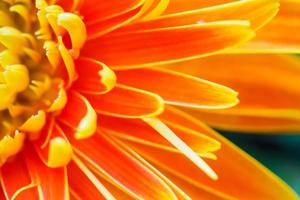 oranje gerbera bloemen dichtbij omhoog abstract achtergrond foto