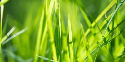 groen gras blad in tuin met bokeh achtergrond foto
