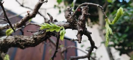 gleditsia is een geslacht van bomen in de familie fabaceae foto