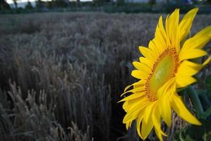 zonnebloem detailopname met tarwe in achtergrond foto