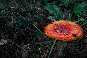 detailopname van mooi rood vlieg paddestoel in de gras foto