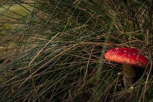 detailopname van mooi rood vlieg paddestoel in de gras foto