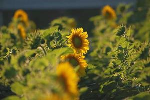 uitzicht op zonnebloemveld foto