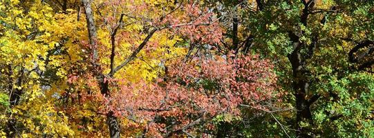 fragment van bomen van wie bladeren verandering kleur in de herfst seizoen foto