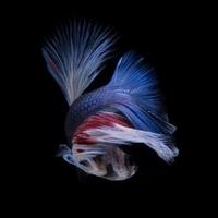 vastleggen de in beweging moment van rood blauw Siamees vechten vis geïsoleerd Aan zwart achtergrond. foto