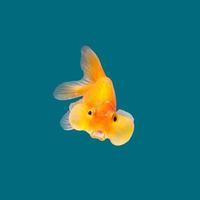 Ranchu goudvis geïsoleerd Aan water kleur achtergrond.