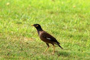 vogelstand in een stad park Aan de kust in Israël. foto