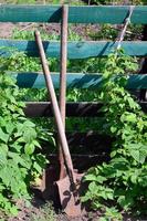 een oud roestig Schep in de buurt de framboos struiken, welke toenemen De volgende naar de houten hek van de dorp tuin. achtergrond beeld geassocieerd met seizoensgebonden oogsten en langetermijn tuin werk foto