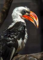 von der decken's neushoornvogel foto