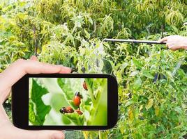 Mens nemen foto van sproeien insecticide in tuin