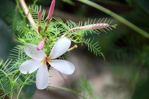 wit bloemen van frangipani of plumeria bloeiend met roze knoppen, groen bladeren van ster heerlijkheid Aan Afdeling en vervagen achtergrond. foto