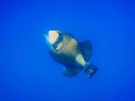 groen trekkervis in diep blauw water terwijl duiken in Egypte foto