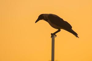 vogel zittend Aan een vlaggenmast met oranje lucht gedurende zonsopkomst foto