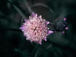 dramatisch macro foto van paars scabiosa atropurpurea of rouwbruid bloem Aan een donker natuurlijk achtergrond