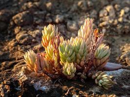 macro foto van een sappig fabriek Aan een steen in de zonsondergang stralen