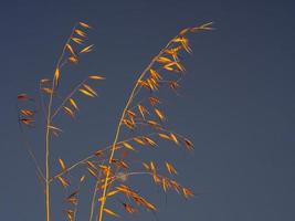 geel droog tops van wild haver in zonsondergang stralen tegen een donker blauw Doorzichtig lucht foto