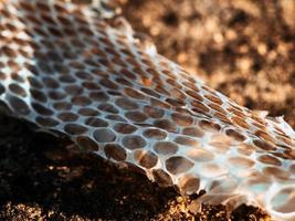 macro foto van een weggegooid slang huid aan het liegen Aan de grond in helder zonsondergang zonlicht