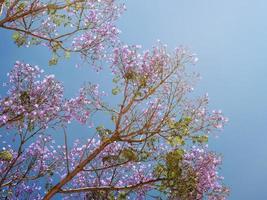 takken van jacaranda boom met paars bloemen Aan een Doorzichtig lucht achtergrond foto
